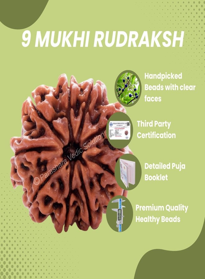 ARKAM Nine Mukhi Rudraksha Certified/Original Nepali 9 Mukhi Rudraksh/Natural 9 Faced Rudraksha (Brown) with Certificate and Puja Instructions - Image 3