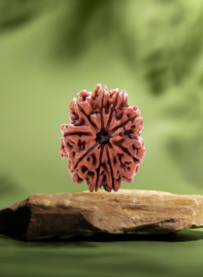 ARKAM Nine Mukhi Rudraksha Certified/Original Nepali 9 Mukhi Rudraksh/Natural 9 Faced Rudraksha (Brown) with Certificate and Puja Instructions - Image 4