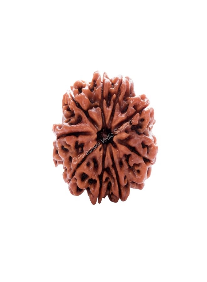 ARKAM Nine Mukhi Rudraksha Certified/Original Nepali 9 Mukhi Rudraksh/Natural 9 Faced Rudraksha (Brown) with Certificate and Puja Instructions - Image 1