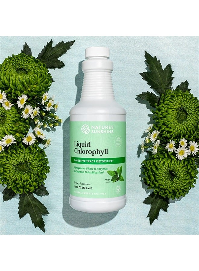 NATURE'S SUNSHINE Liquid Chlorophyll - Immunity Support, Detox & Cleanse, Chlorophyll Liquid Drops with Spearmint Oil, Natural Energy Boost, Internal Deodorant - 16 Fl Oz - Image 2