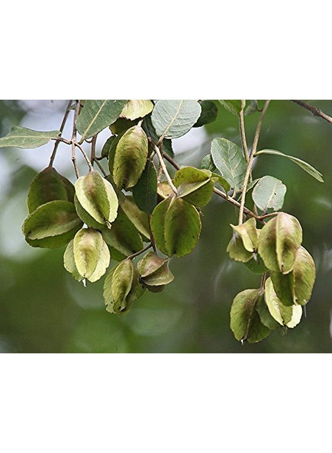 Generic S. D ENTERPRISE Organic Terminalia Arjuna or Arjuna Tree Live Plant  - Image 1
