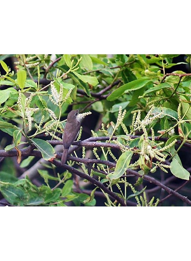 Generic S. D ENTERPRISE Organic Terminalia Arjuna or Arjuna Tree Live Plant  - Image 2