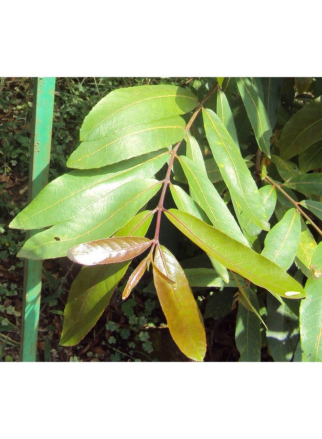 Generic S. D ENTERPRISE Organic Terminalia Arjuna or Arjuna Tree Live Plant  - Image 3