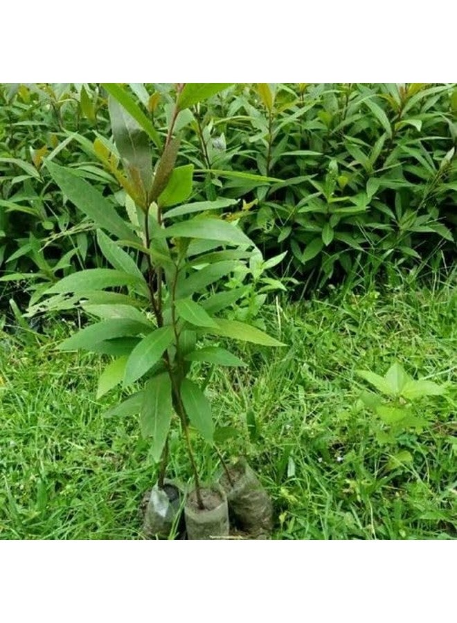 Generic S. D ENTERPRISE Organic Terminalia Arjuna or Arjuna Tree Live Plant  - Image 4