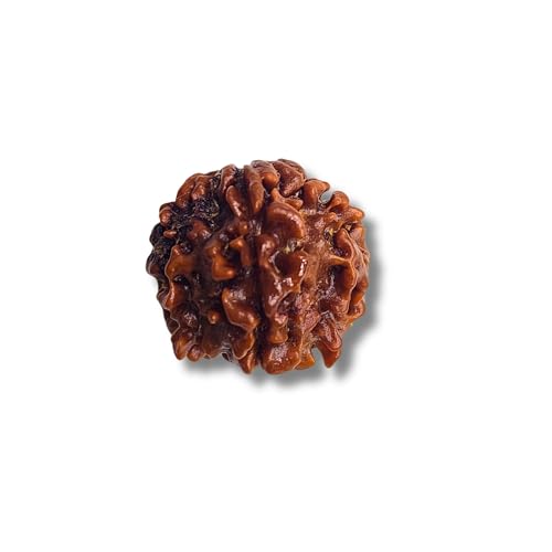 PUSHKARA Natural 2 MUKHI Round RUDRAKSHA Certified - Nepal | Brown | PJTL2M01 - ASTROLOGICAL BENEFITS - UNISEX PENDANTS - POSITIVE ENERGY FOR MEN & WOMEN - Image 4