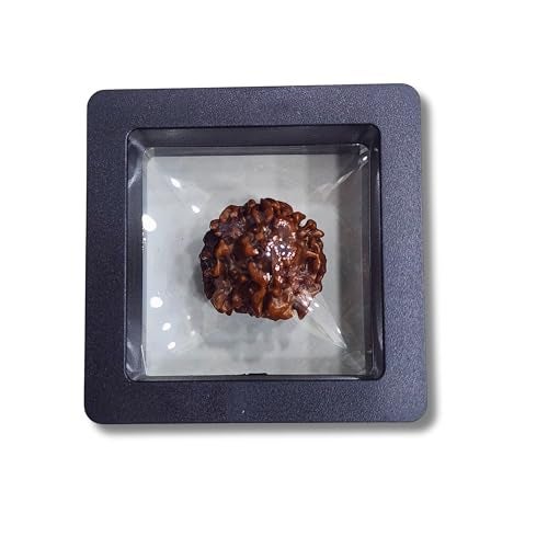 PUSHKARA Natural 2 MUKHI Round RUDRAKSHA Certified - Nepal | Brown | PJTL2M01 - ASTROLOGICAL BENEFITS - UNISEX PENDANTS - POSITIVE ENERGY FOR MEN & WOMEN - Image 1