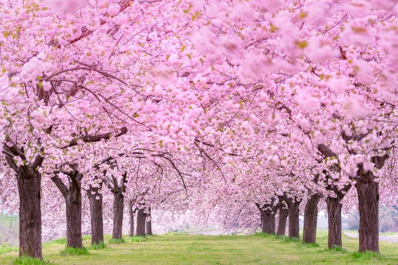 CZ Grain 25 Japanese Flowering Cherry Blossom Tree Seeds - Image 2