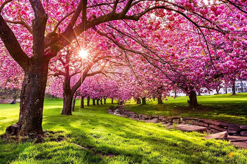 CZ Grain 25 Japanese Flowering Cherry Blossom Tree Seeds - Image 5
