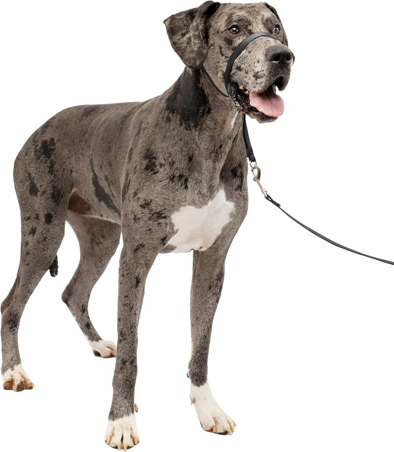 PetSafe Gentle Leader Headcollar - No-Pull Dog Collar for Leash & Harness Training - Extra Large, Black - Image 1