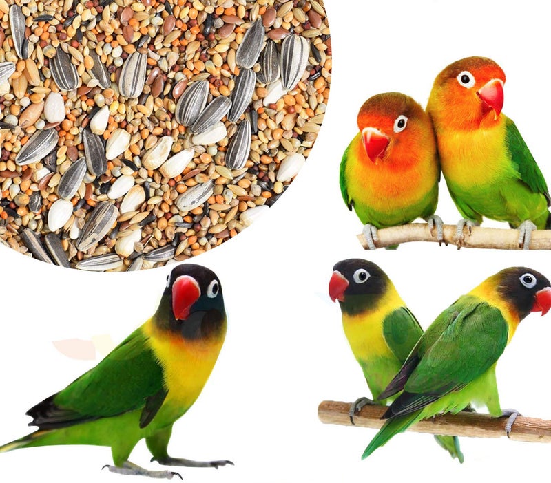 COLOURFUL - Natural & Healthy Premium Birds Food For All African Lovebirds | Blue, Lutino, Masked, Peach-Faced Lovebird Etc | Daily Birds Food Seeds Mix For All Life Stages (900 G) - Image 3