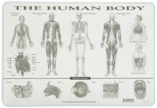 Painless Learning Human Body Placemat - Image 2