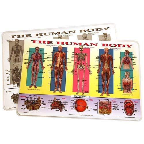 Painless Learning Human Body Placemat - Image 3