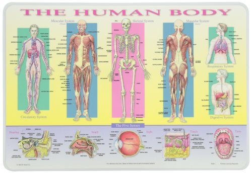 Painless Learning Human Body Placemat - Image 5