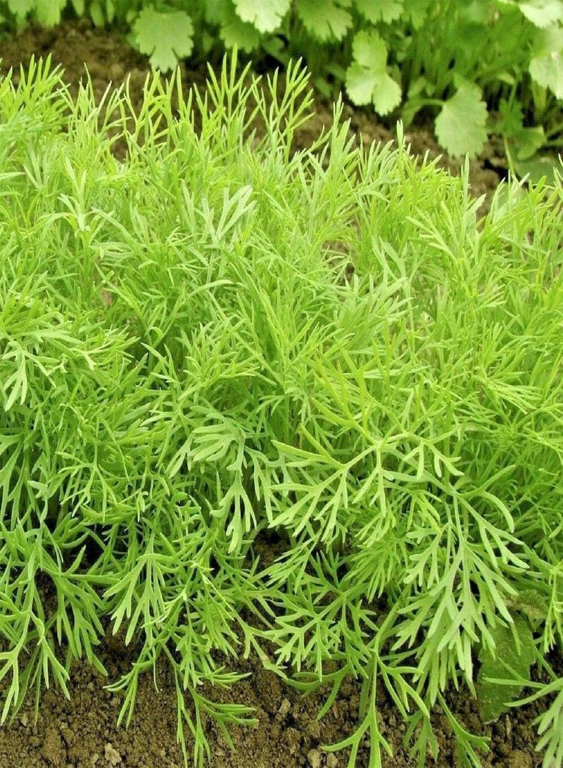 GGOOT Dill - Anethum graveolens Herb Seeds, Common Known as Dillweed Home Garden Planting by Heavy Torch, 100 Grams