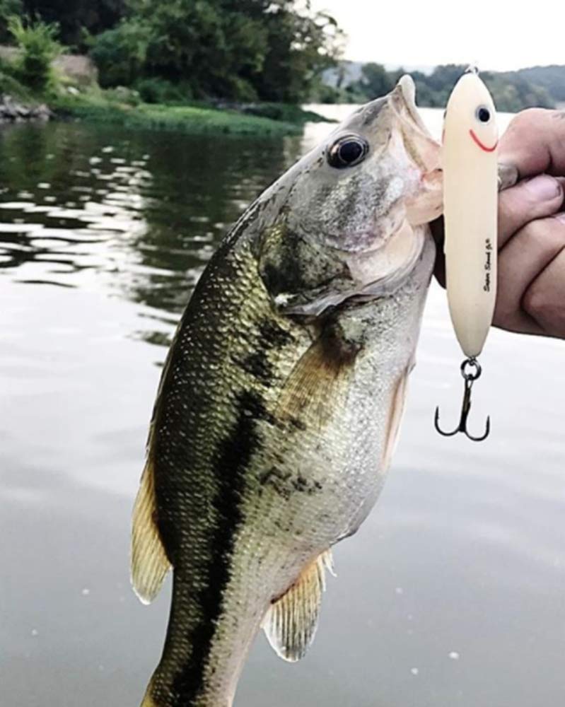 Heddon Super Spook Topwater Fishing Lure for Saltwater and Freshwater, Bone/Silver, Super Spook Jr (1/2 oz) - Image 3