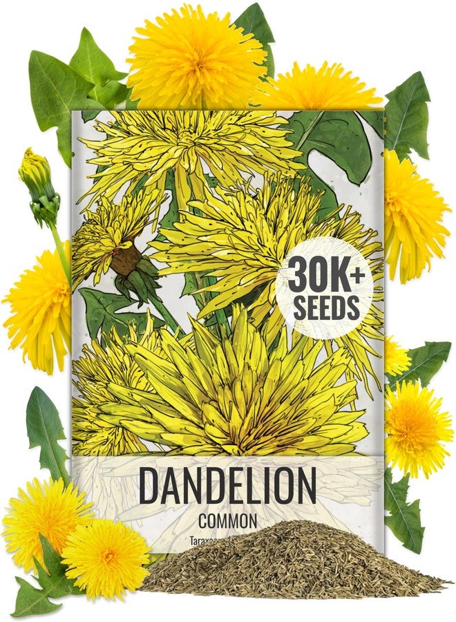 Seed Needs Dandelion Seeds for Planting Fresh Herbs | 10,000+ Untreated Seeds Non GMO Heirloom | Bulk Dandelion Seed | Herb Garden Variety Produces Edible Plants - Image 1