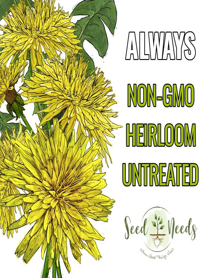 Seed Needs Dandelion Seeds for Planting Fresh Herbs | 10,000+ Untreated Seeds Non GMO Heirloom | Bulk Dandelion Seed | Herb Garden Variety Produces Edible Plants - Image 4