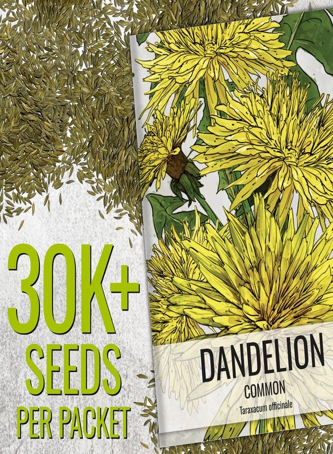 Seed Needs Dandelion Seeds for Planting Fresh Herbs | 10,000+ Untreated Seeds Non GMO Heirloom | Bulk Dandelion Seed | Herb Garden Variety Produces Edible Plants - Image 2