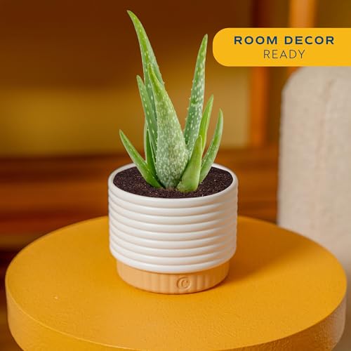 Costa Farms Aloe Vera Live Plant in Decorative Pot, Easy to Maintain, Air Purifying Succulent Indoor Houseplant, Home, Room, or Office Decor, House Warming or Birthday Gift, 12-18 Inches Tall - Image 2