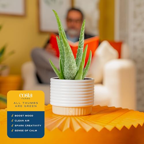 Costa Farms Aloe Vera Live Plant in Decorative Pot, Easy to Maintain, Air Purifying Succulent Indoor Houseplant, Home, Room, or Office Decor, House Warming or Birthday Gift, 12-18 Inches Tall - Image 5