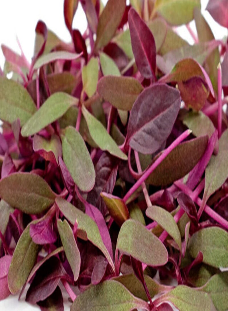 GGOOT 100 Seeds of Red Amaranth , Sprouting Mixed Leaf Micro Green Vegetable to Plant