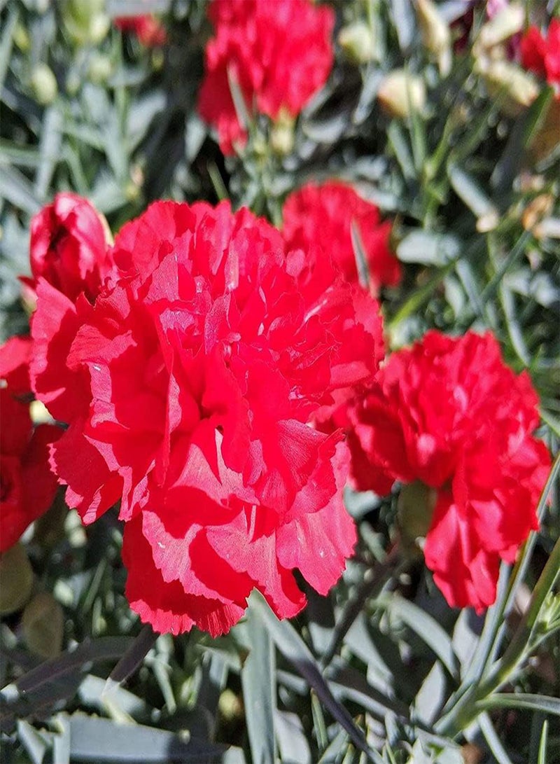 GGOOT 100Pcs Carnation Seeds Bright Red Dianthus Flowers Rich in Colors Unique in Flower Shape Essential Materials for Home Decoration - Image 2