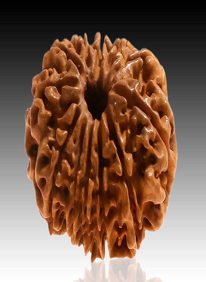 IRIS GEMS 12 Mukhi Rudraksha Original Certified Nepali बारह मुखी रुद्राक्ष Brown Bead 12 Face Rudraksh For Men & Woman Twelve Face Rudraksha 12 मुखी नेपाली रुद्राक्ष 12 Face Rudraksha Bracelet Locket - Image 3