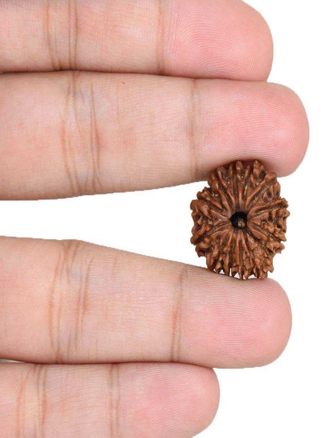 IRIS GEMS 12 Mukhi Rudraksha Original Certified Nepali बारह मुखी रुद्राक्ष Brown Bead 12 Face Rudraksh For Men & Woman Twelve Face Rudraksha 12 मुखी नेपाली रुद्राक्ष 12 Face Rudraksha Bracelet Locket - Image 4