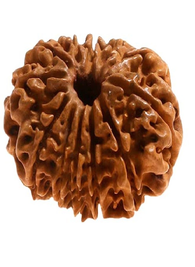 IRIS GEMS 12 Mukhi Rudraksha Original Certified Nepali बारह मुखी रुद्राक्ष Brown Bead 12 Face Rudraksh For Men & Woman Twelve Face Rudraksha 12 मुखी नेपाली रुद्राक्ष 12 Face Rudraksha Bracelet Locket - Image 1