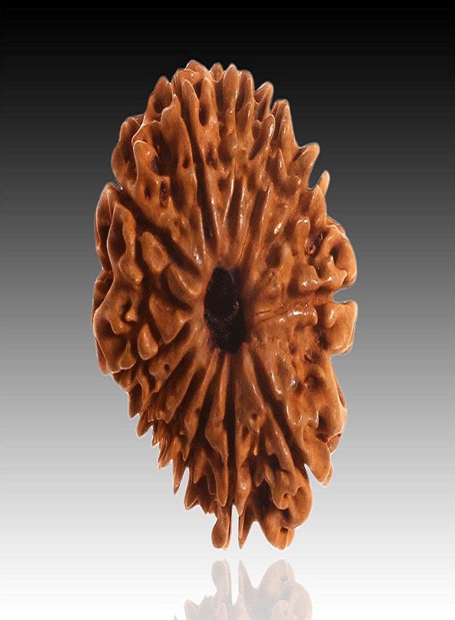 IRIS GEMS 12 Mukhi Rudraksha Original Certified Nepali बारह मुखी रुद्राक्ष Brown Bead 12 Face Rudraksh For Men & Woman Twelve Face Rudraksha 12 मुखी नेपाली रुद्राक्ष 12 Face Rudraksha Bracelet Locket - Image 2