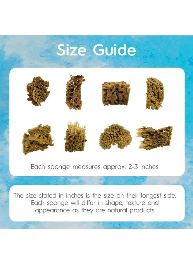 Naroa Artist Natural Sea Sponges For Painting 8 Pack | Unbleached Unique Sponges Set | Acrylic Watercolor, Marbling, Texturing, Pottery, Ceramics - Image 5