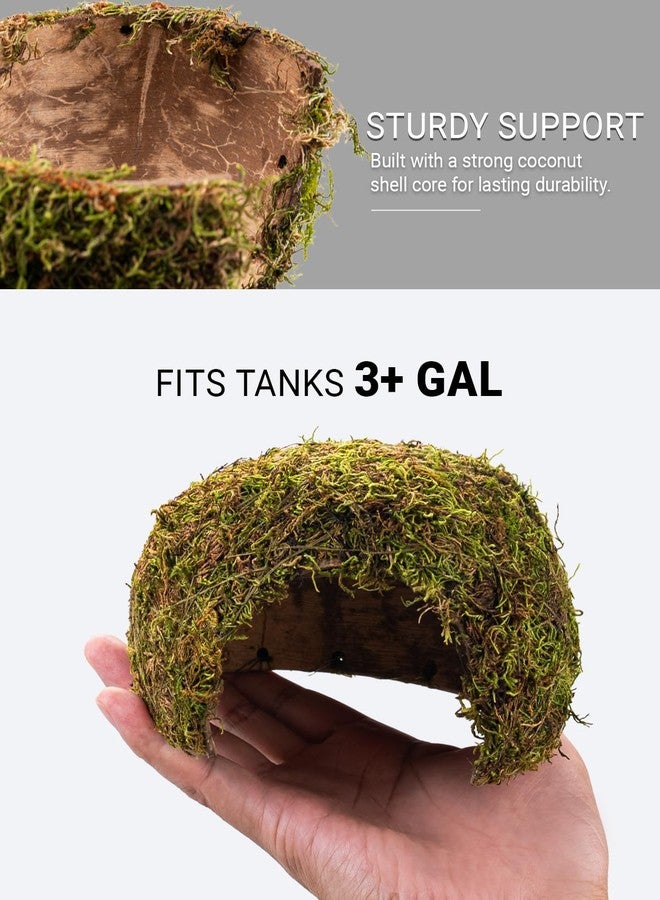 ORBIDYN Reptile Hides and Caves - Leopard Gecko Tank Accessories, Natural Dome Reptile Cave & Shelter, Gecko Tank Accessories & Hermit Crab Shelter, Hamster Cage Accessories - Image 5
