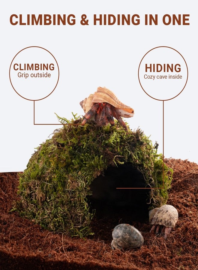 ORBIDYN Reptile Hides and Caves - Leopard Gecko Tank Accessories, Natural Dome Reptile Cave & Shelter, Gecko Tank Accessories & Hermit Crab Shelter, Hamster Cage Accessories - Image 3