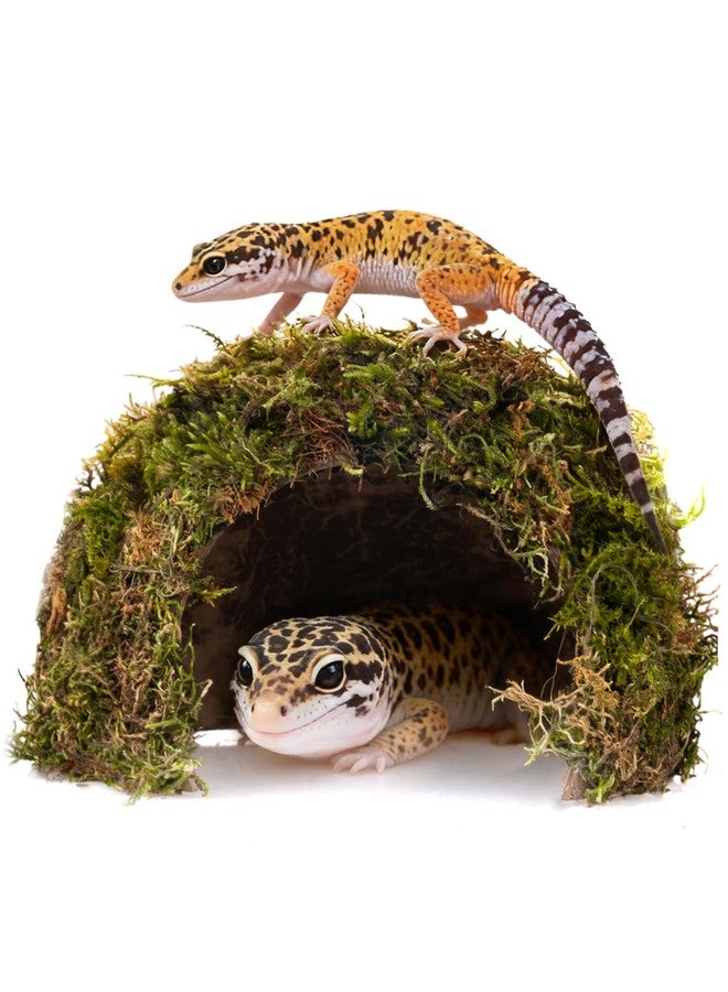 ORBIDYN Reptile Hides and Caves - Leopard Gecko Tank Accessories, Natural Dome Reptile Cave & Shelter, Gecko Tank Accessories & Hermit Crab Shelter, Hamster Cage Accessories - Image 1