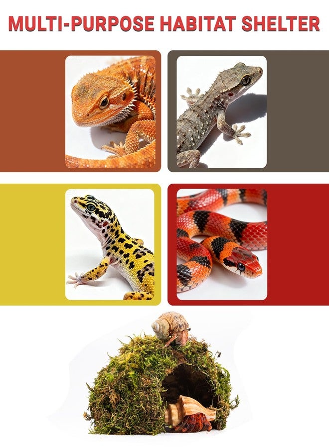 ORBIDYN Reptile Hides and Caves - Leopard Gecko Tank Accessories, Natural Dome Reptile Cave & Shelter, Gecko Tank Accessories & Hermit Crab Shelter, Hamster Cage Accessories - Image 4