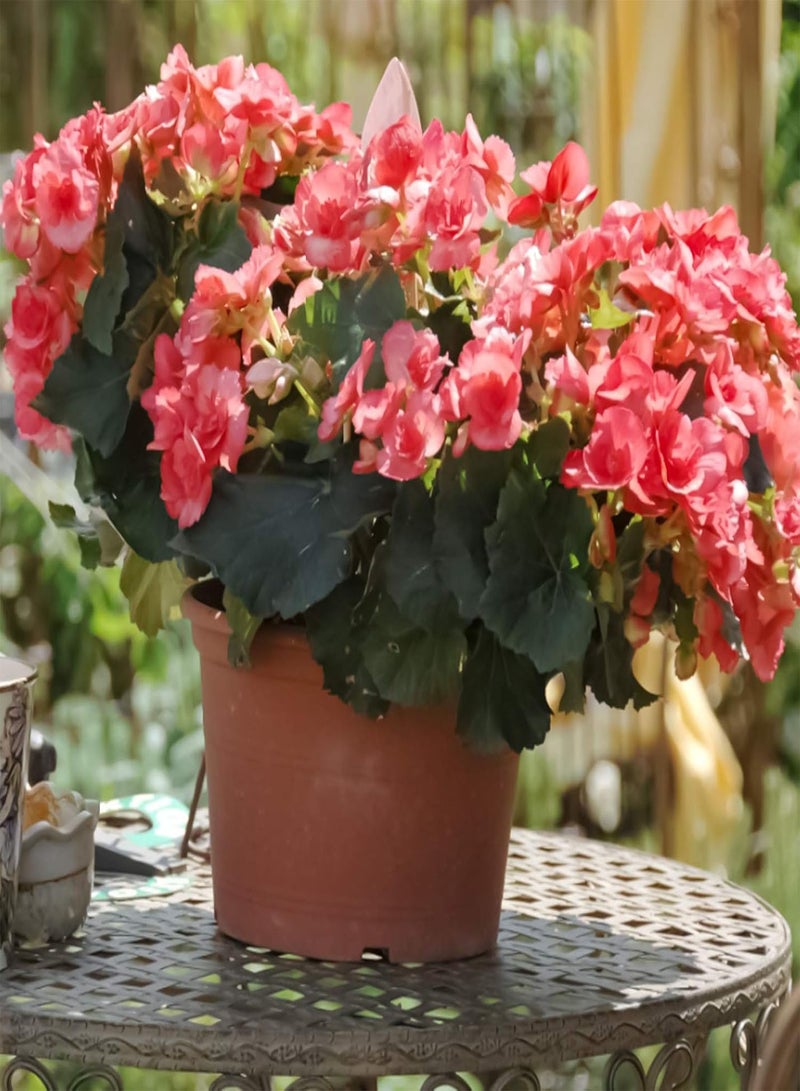 GGOOT 1 Bag Begonia Seeds,Aesthetic Easy to Grow Seeds Natural Flower Seeds for Planting Garden Yard Outdoor 1 Begonia Seeds - Image 3