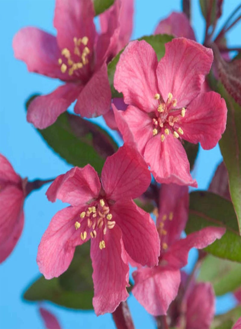 GGOOT 1 Bag Begonia Seeds,Aesthetic Easy to Grow Seeds Natural Flower Seeds for Planting Garden Yard Outdoor 1 Begonia Seeds - Image 1