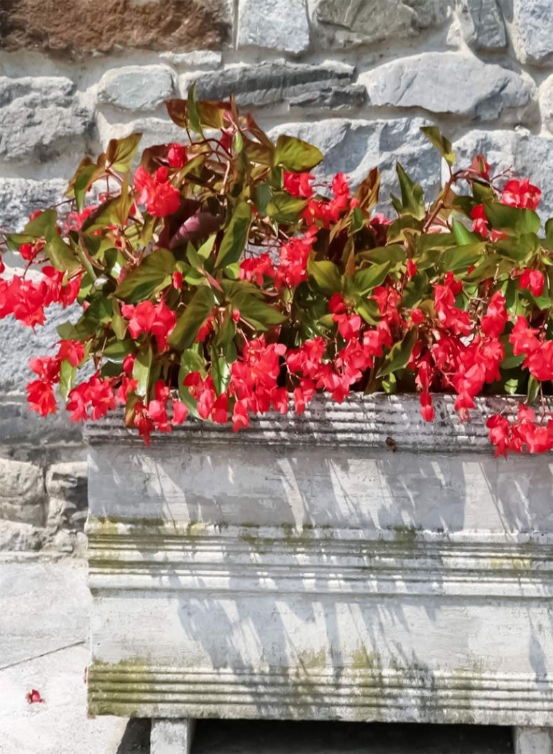 GGOOT 1 Bag Begonia Seeds,Aesthetic Easy to Grow Seeds Natural Flower Seeds for Planting Garden Yard Outdoor 1 Begonia Seeds - Image 4