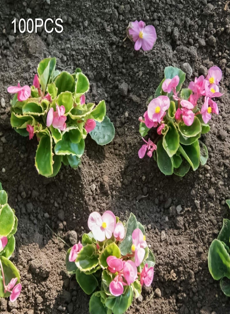 GGOOT 1 Bag Begonia Seeds,Aesthetic Easy to Grow Seeds Natural Flower Seeds for Planting Garden Yard Outdoor 1 Begonia Seeds - Image 2