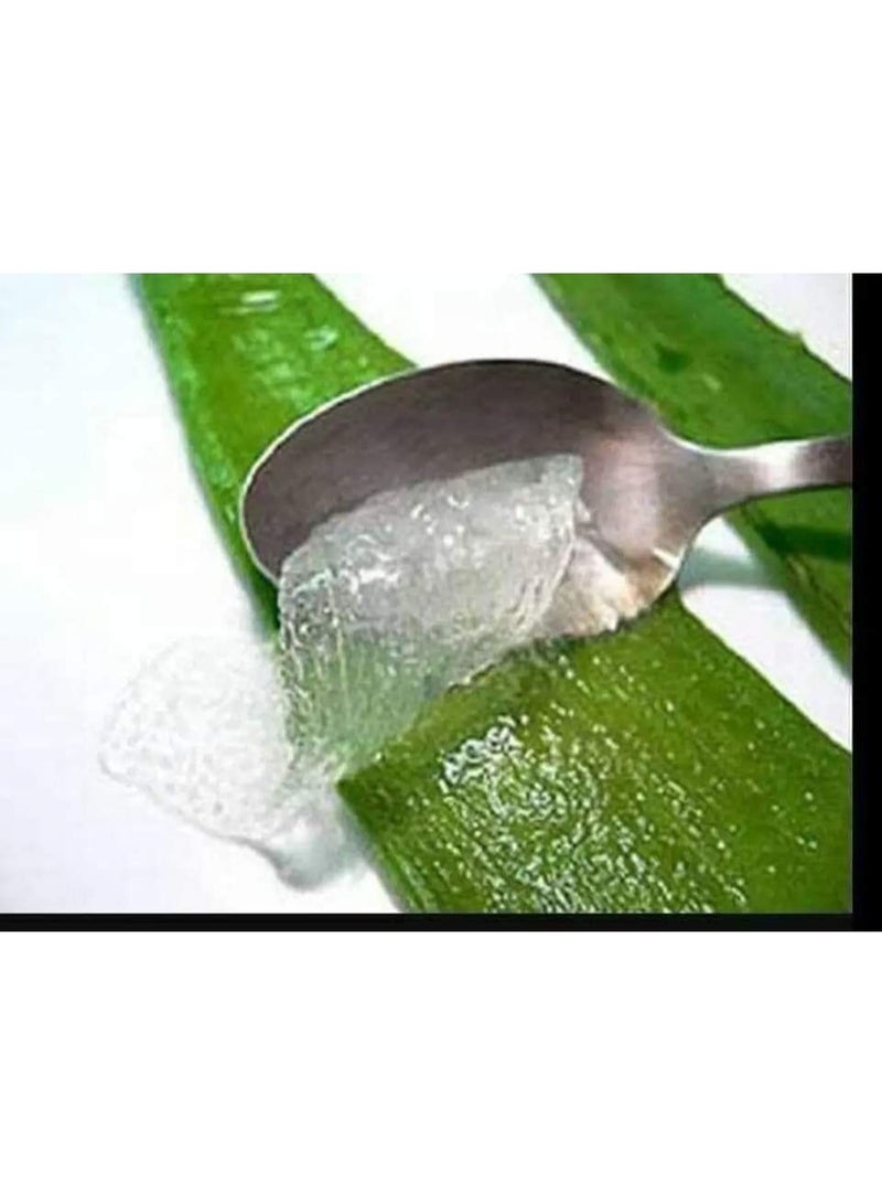 أفونا جل الألوفيرا الطبيعي 99% – Aloe Vera Gel - Image 5