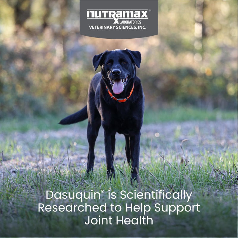 Nutramax Laboratories Nutramax Dasuquin for Large Dogs, Joint Health Supplement, Contains Glucosamine for Dogs, Plus Chondroitin, ASU and More, Supports Healthy Joints, Soft Chews, 84 Count - Image 2