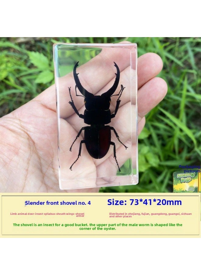Insect Specimen Real Mono Fairy Amber Scarab Book Town Home Desk Decoration Mantis Spider Scorpion Factory-Color:Narrow Front Spade Armor No. 4  - Image 1