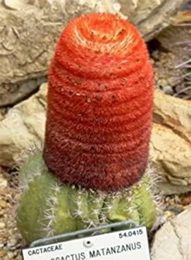 GGOOT Seeds Melocactus   Turchi Cap Cactus   25 semi: Only Seeds - Image 2