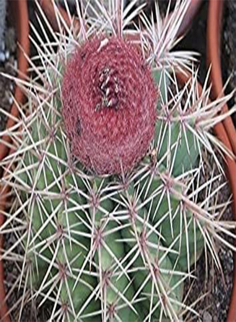 GGOOT Seeds Melocactus   Turchi Cap Cactus   25 semi: Only Seeds - Image 1