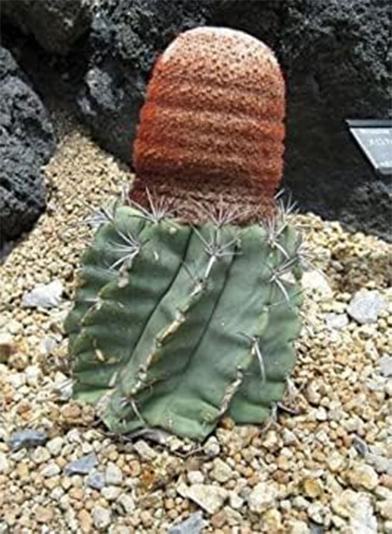 GGOOT Seeds Melocactus   Turchi Cap Cactus   25 semi: Only Seeds - Image 5