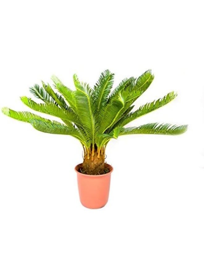 Dubai Garden Centre Artificial Palm Cycas Revoluta, Green