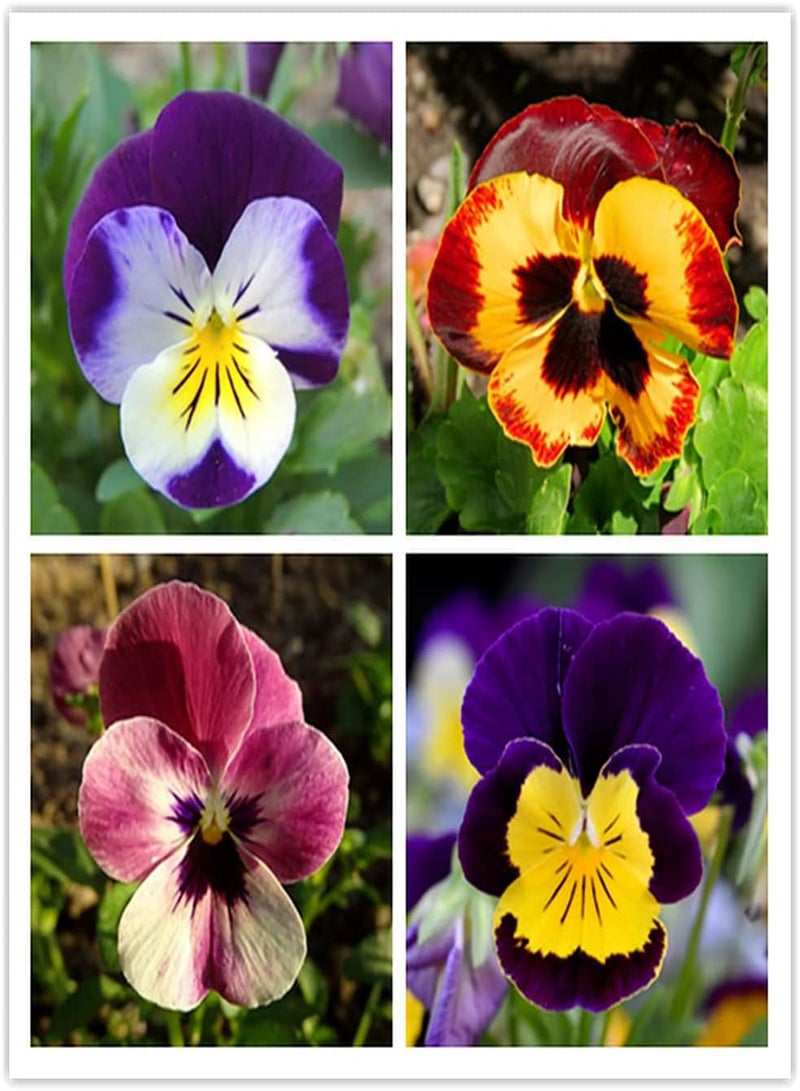 جي جوت 200 قطعة من بذور زهرة البانسيز القوية سهلة الزراعة في الهواء الطلق، زهور البنفسج البرية الجميلة تخلق ديكورًا فريدًا للمناظر الطبيعية للحدائق - Image 2