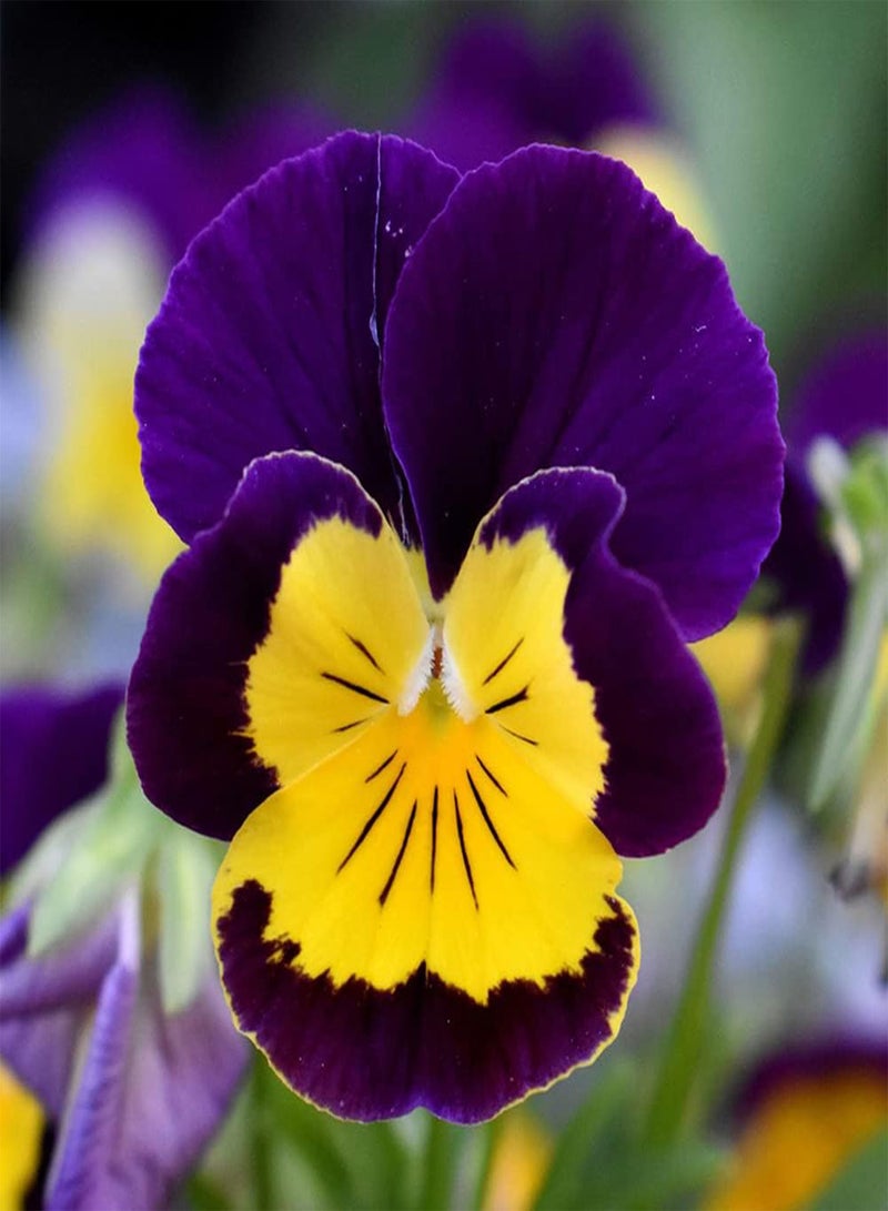 جي جوت 200 قطعة من بذور زهرة البانسيز القوية سهلة الزراعة في الهواء الطلق، زهور البنفسج البرية الجميلة تخلق ديكورًا فريدًا للمناظر الطبيعية للحدائق - Image 4