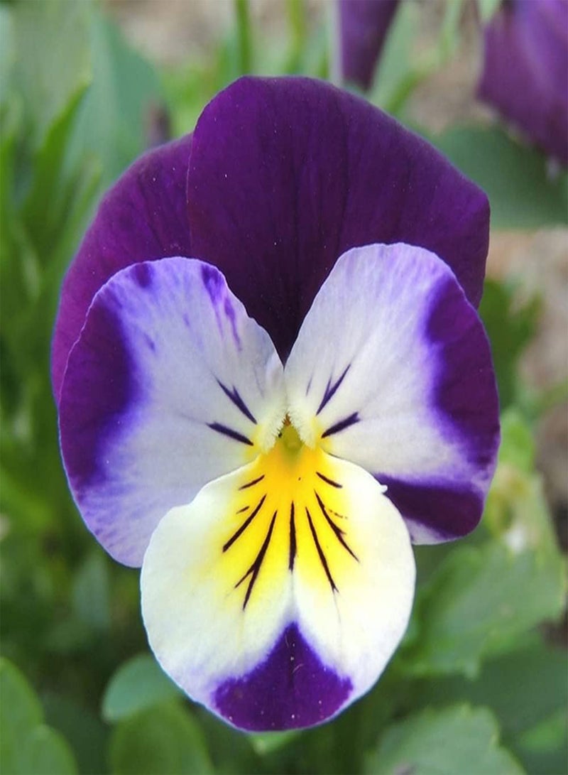 جي جوت 200 قطعة من بذور زهرة البانسيز القوية سهلة الزراعة في الهواء الطلق، زهور البنفسج البرية الجميلة تخلق ديكورًا فريدًا للمناظر الطبيعية للحدائق - Image 3