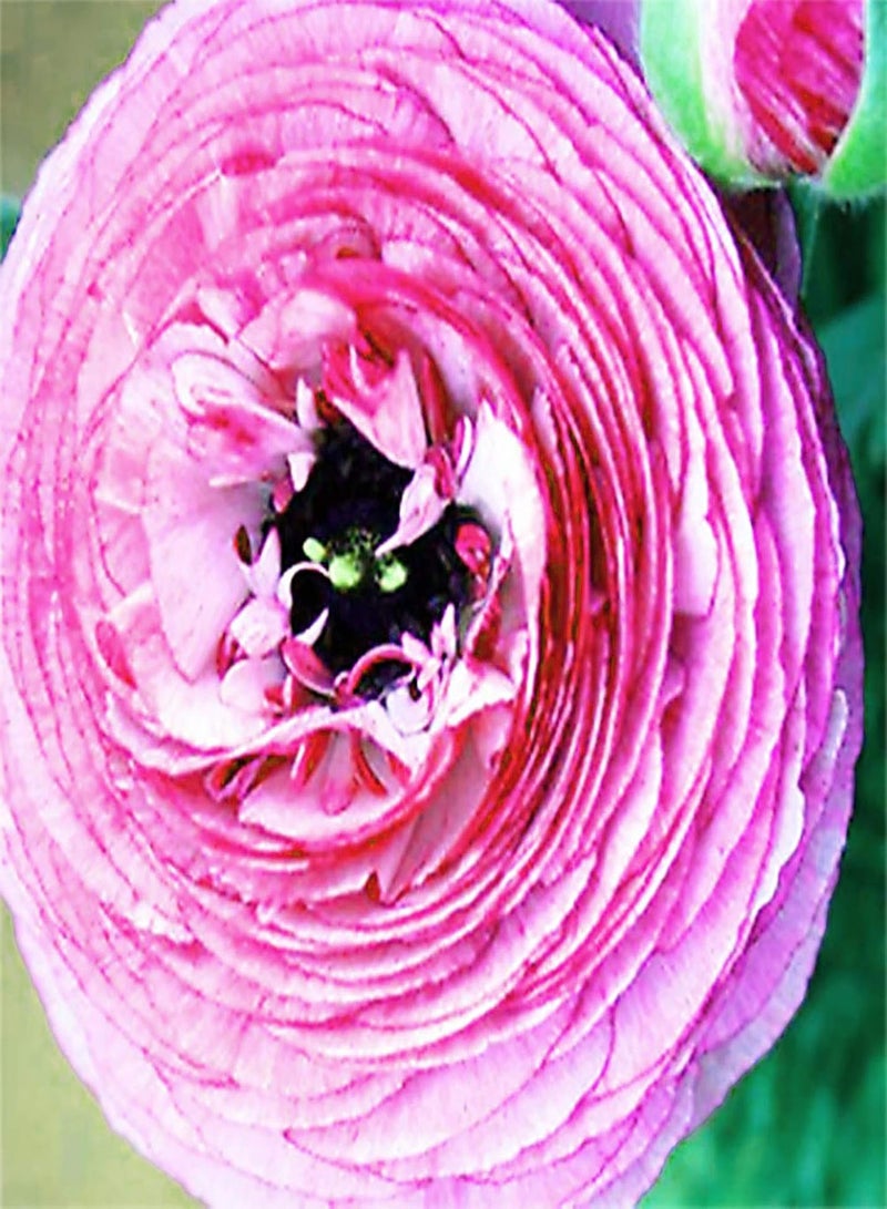 جي جوت 100 قطعة/كيس من بذور Ranunculus Asiaticus، بذور زهور غير معدلة وراثيًا، مزهرة بألوان زاهية، عالية الغلة، مناسبة لقصر Manor White Pink - Image 1